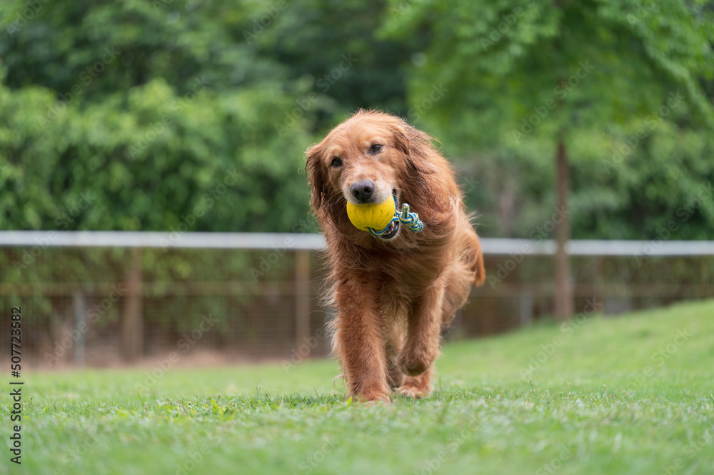 Obraz premium golden retriever running on grass