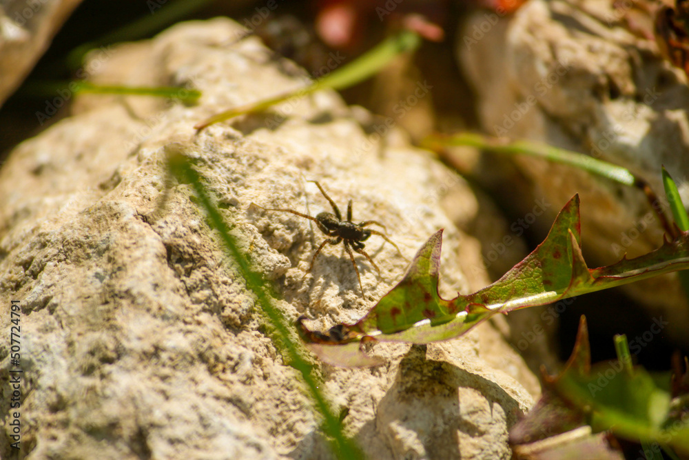 Fototapeta premium insect