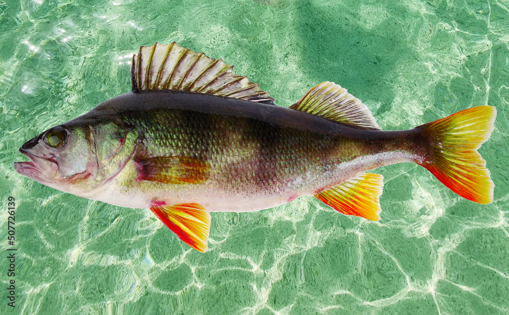 European perch fish on the background of water patterns. Stock Photo |  Adobe Stock