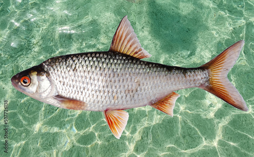 Roach fish on the background of patterns on the water.