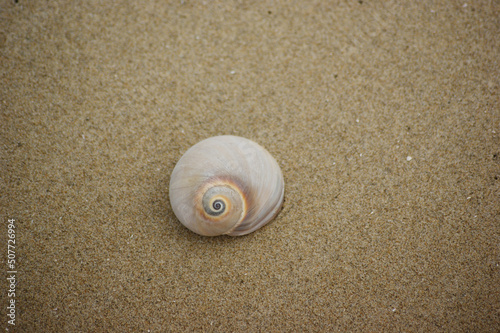 Spiral shells lie on the sandy beach.