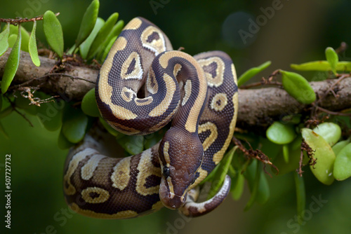 Ball phyton with beautiful skin pattern coiled around the tree branch