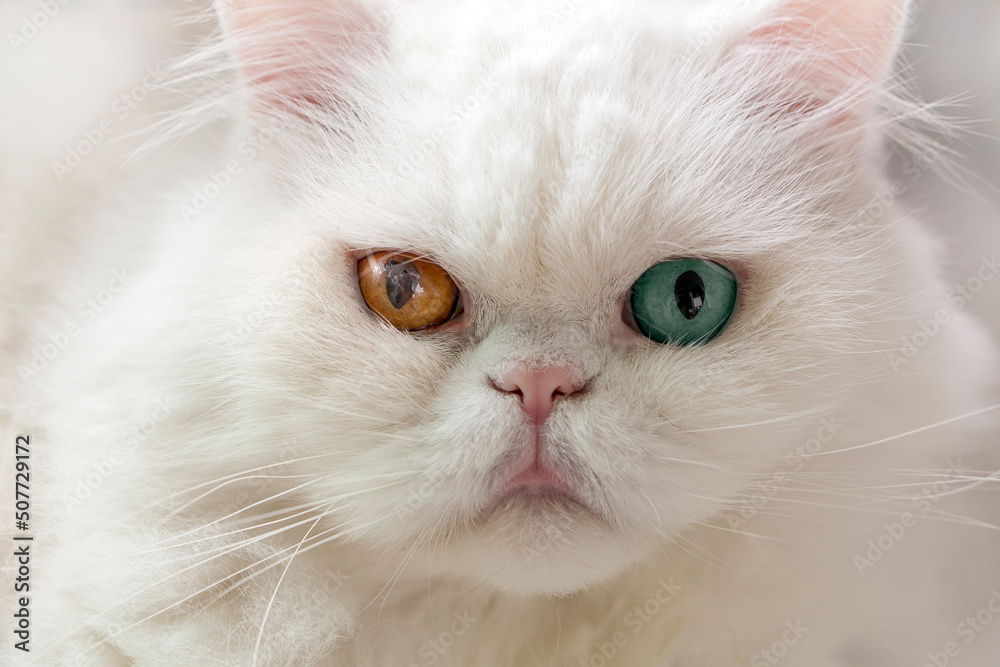 White cat with different color eyes, cat's exoticity