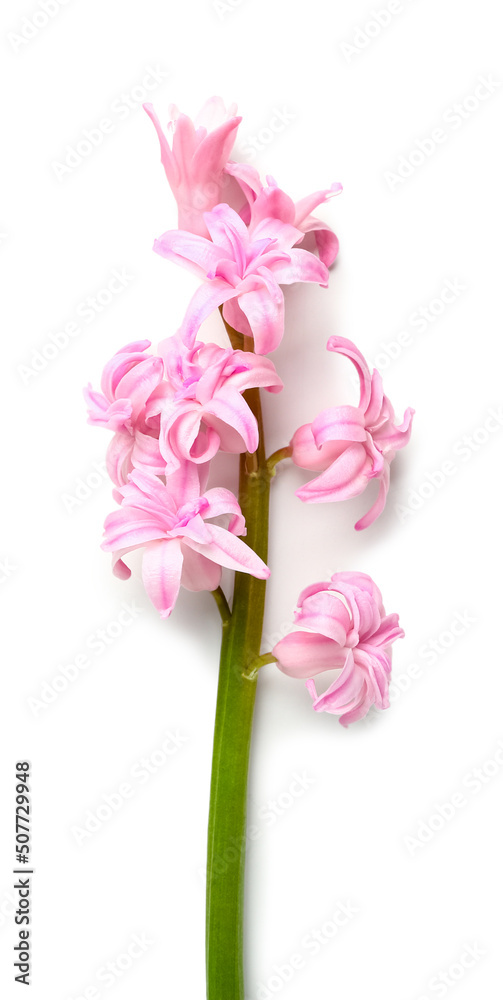 Fototapeta premium Beautiful pink hyacinth isolated on white