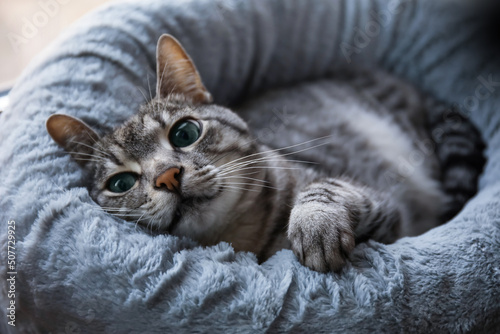 Funny striped cat lying in pet bed