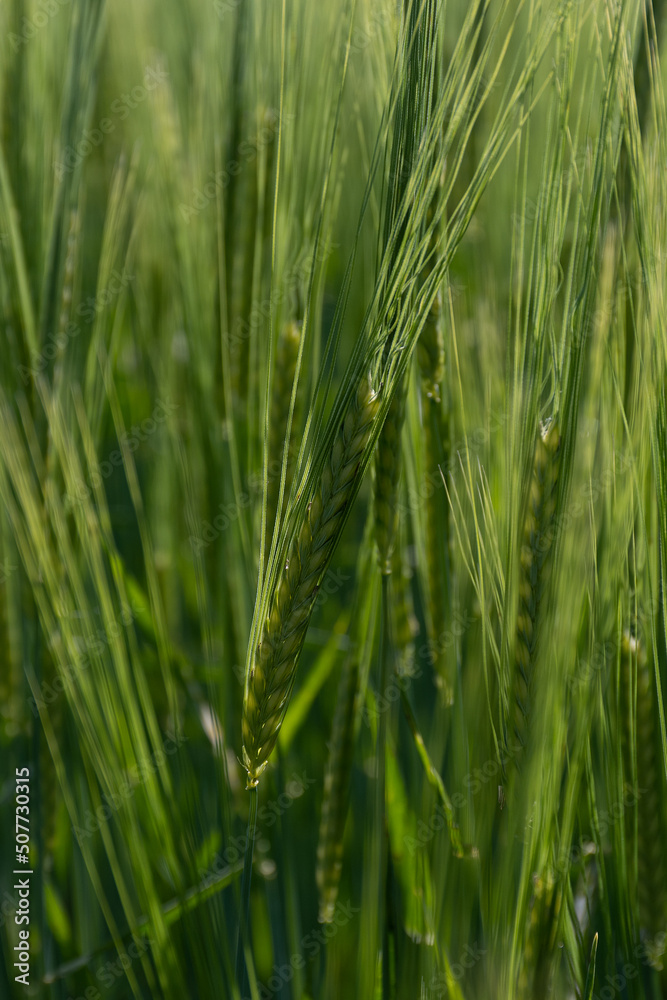 green wheat field.Field of green barley with a hand passing over the ears of grain. green wheat field.Field of green barley with a hand passing over the ears of grain.