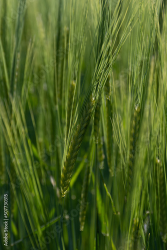 green wheat field.Field of green barley with a hand passing over the ears of grain.