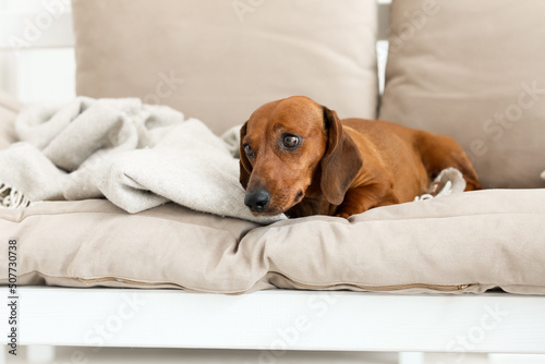 Cute dachshund dog lying on couch in living room © Pixel-Shot