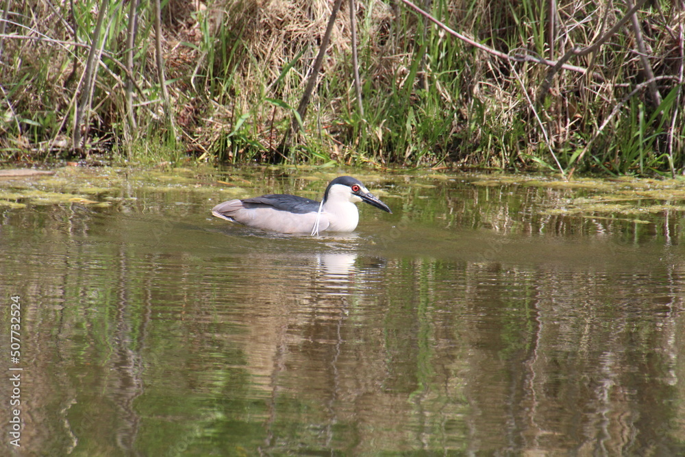 Bird Hunting In The Water, Pylypow Wetlands, Edmonton, Alberta