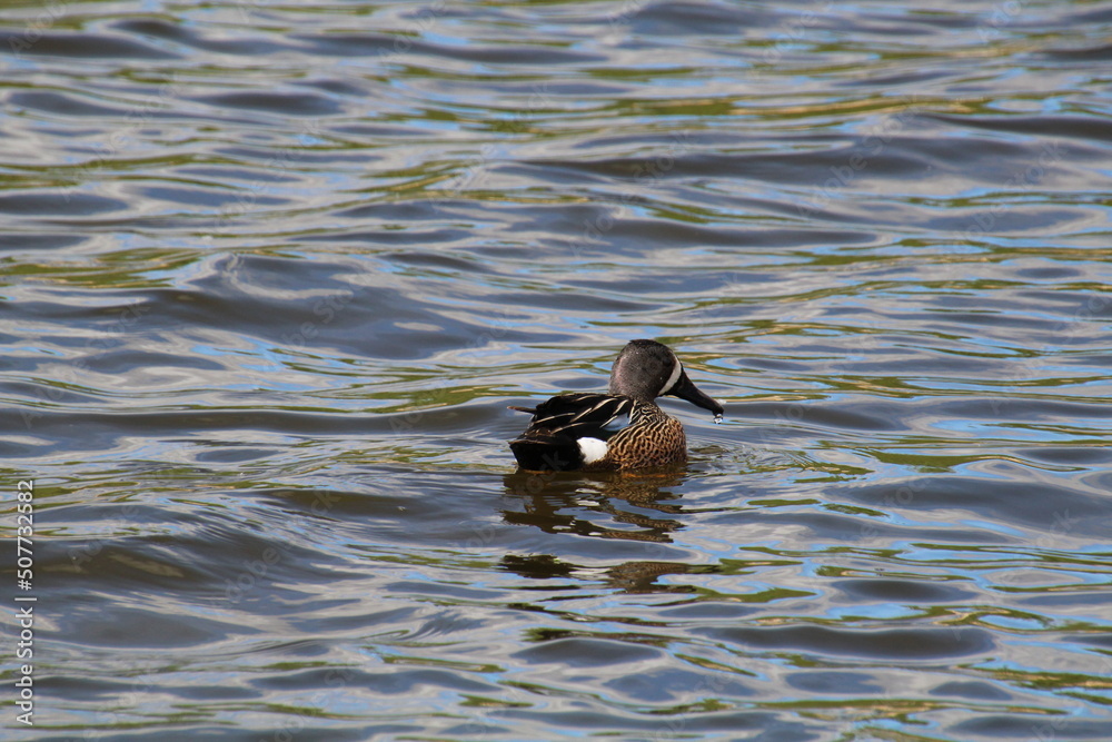 duck in the water, Pylypow Wetlands, Edmonton, Alberta duck in the water, Pylypow Wetlands, Edmonton, Alberta