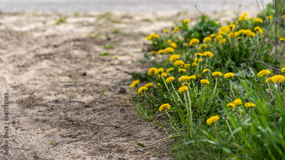 Spring. Dirt road with blooming bright dandelions on the side of the road Spring. Dirt road with blooming bright dandelions on the side of the road