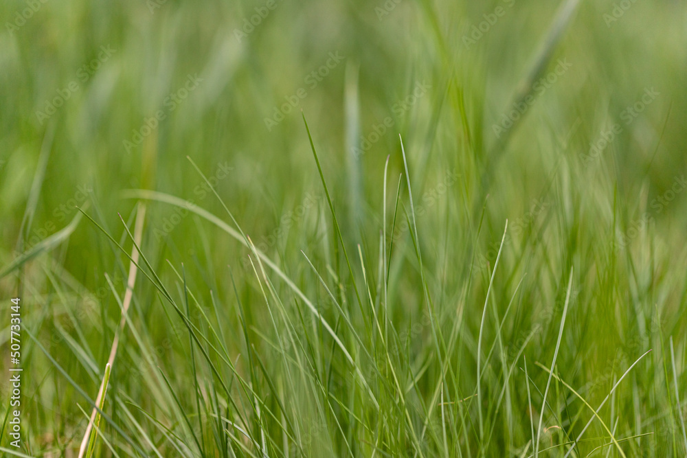 Long fresh green grass texture background view of grass garden Ideal concept used for making green flooring, lawn for training football pitch, Grass Golf Courses green lawn pattern textured background Long fresh green grass texture background view of grass garden Ideal concept used for making green flooring, lawn for training football pitch, Grass Golf Courses green lawn pattern textured background