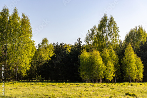 deciduous forest in spring evening sunset light