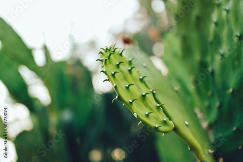 large beautiful cactus close up