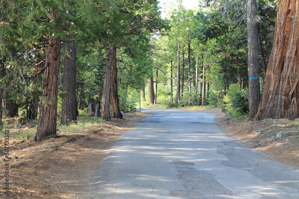 Fototapeta premium road in the forest