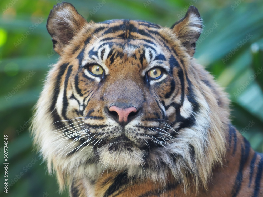 Fototapeta premium Portrait of a tiger