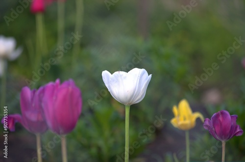 three tulips red yellow white close-up.