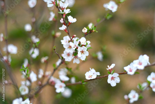 Blooming branch of cherry tree background. Springtime in Far East