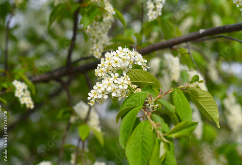 blossoming bird cherry flowers in the far east