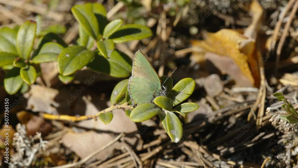 A green hairstreak butterfly on the leaf of the plant in the forest in Estonia A green hairstreak butterfly on the leaf of the plant in the forest in Estonia
