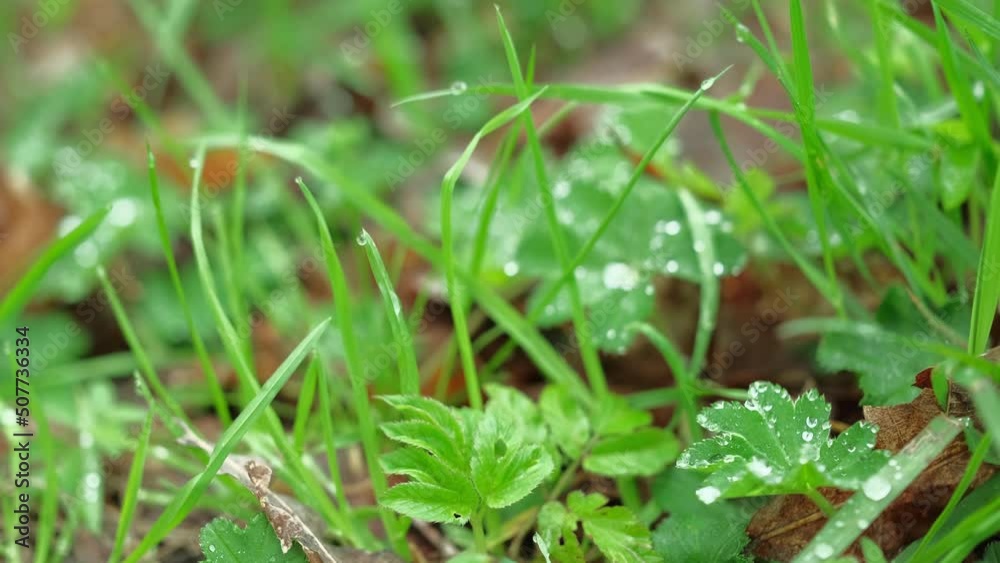 Drops of water on grass leaves after night spring rain in the forest. Close-up, selective focus, real-time 4k footage, natural natural background Drops of water on grass leaves after night spring rain in the forest. Close-up, selective focus, real-time 4k footage, natural natural background