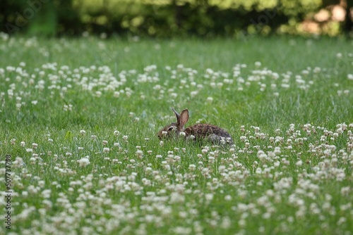 rabbit in the grass