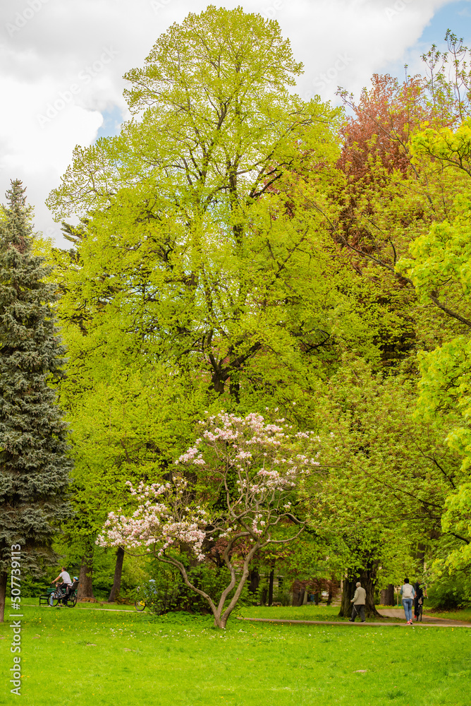 Naklejka premium Wiosenne zakwity kwiatów