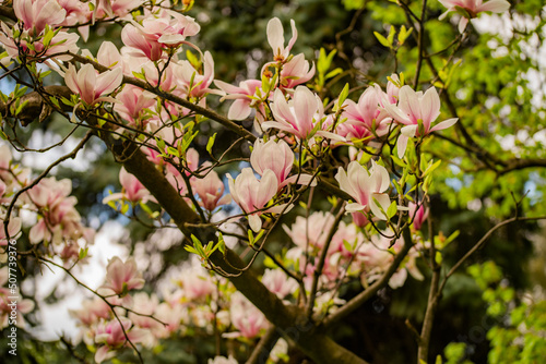 Zbliżenie na różowe kwiaty magnoli