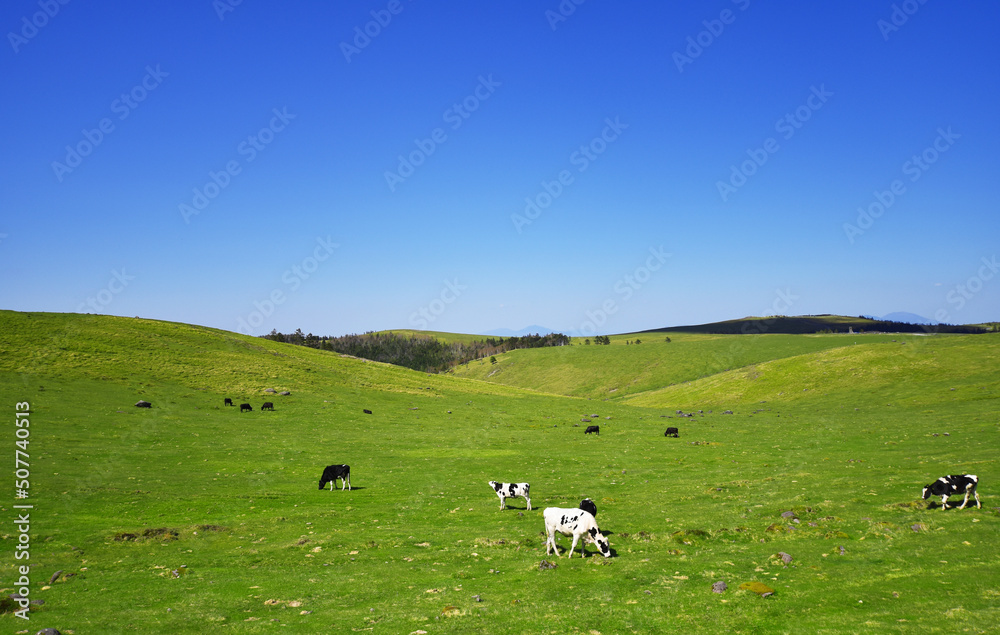 すっきり晴れた美ヶ原高原と牧草を食べる牛