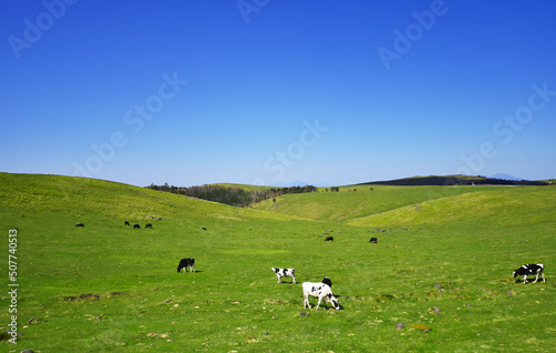 すっきり晴れた美ヶ原高原と牧草を食べる牛
