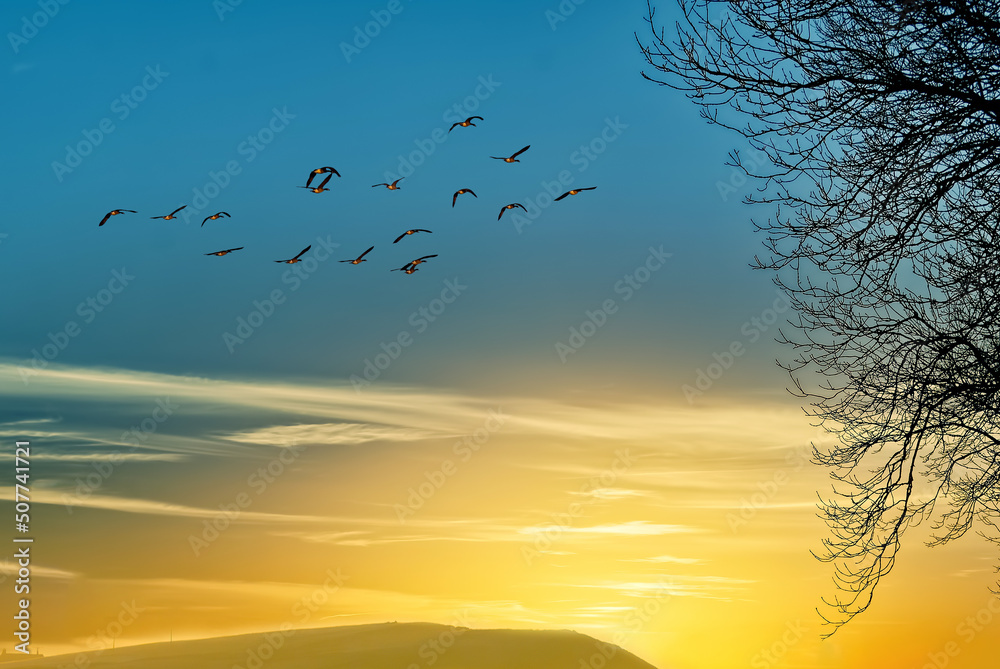 Birds flying over bare tree branches late autumn sunset