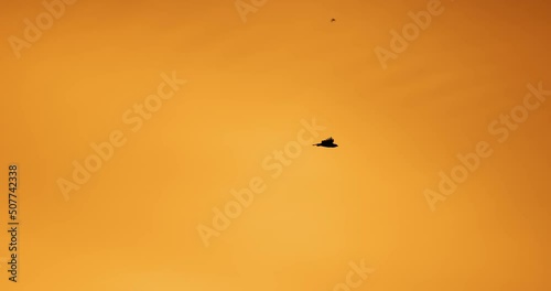 Epic footage of Eagles hunting bats at sunset, Safari in Africa, Slow motion