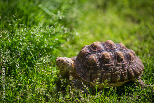 tortoise on grass