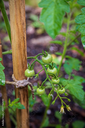 Growing Tomato Bunches