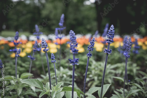 花