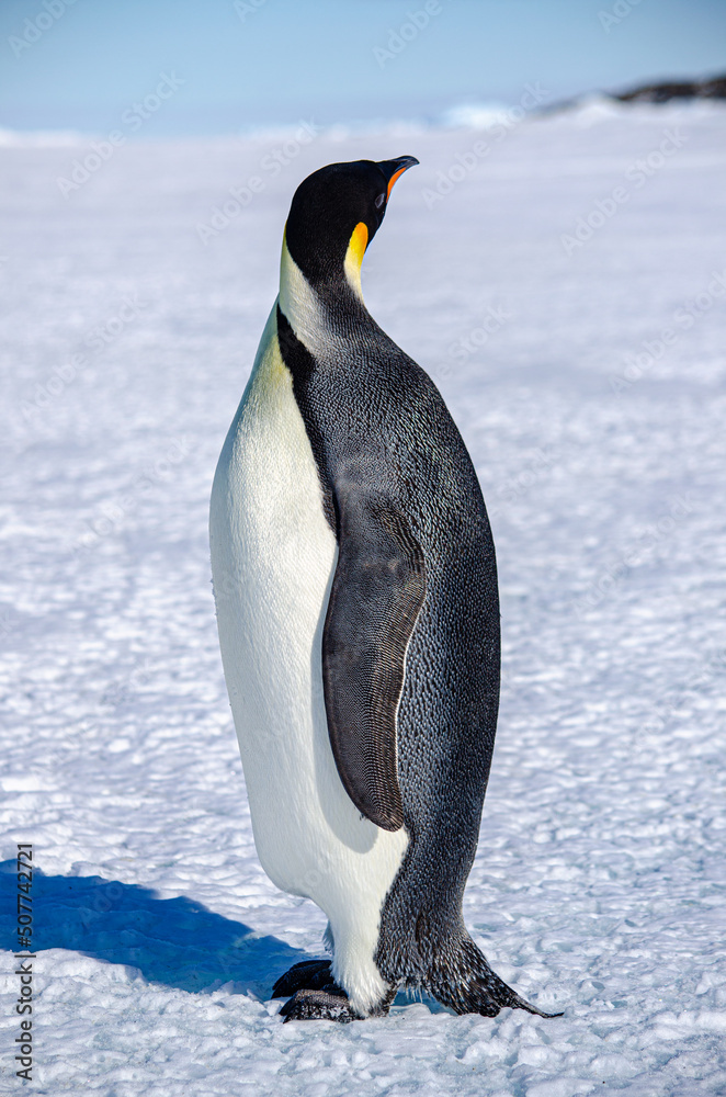 Obraz premium Emperor Penguin facing away from camera 