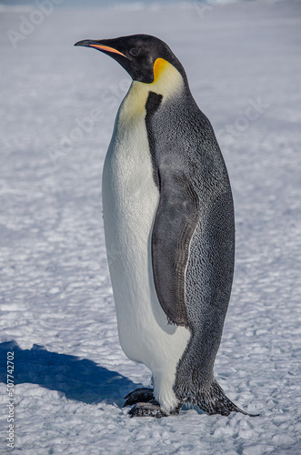 Emperor Penguin Alone on the Antartic Sea Ice