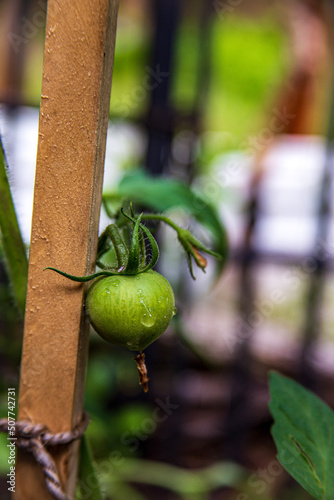 green Tomato