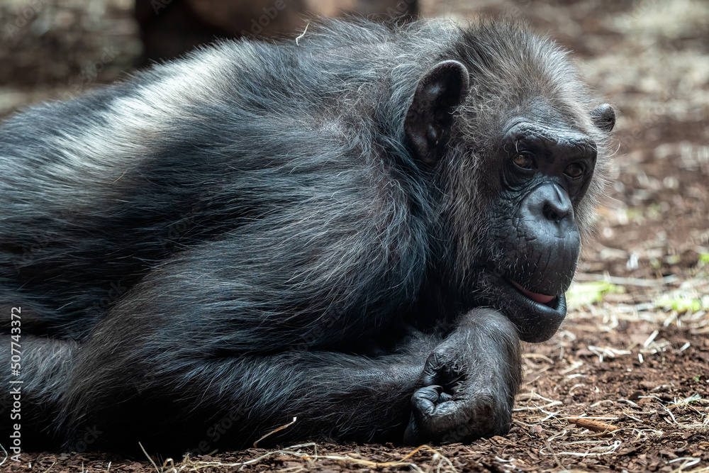 Obraz premium Portrait of the chimpanzee (Pan Troglodytes)