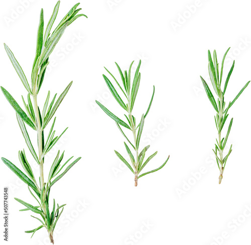 Top view of Rosemary isolated on white background