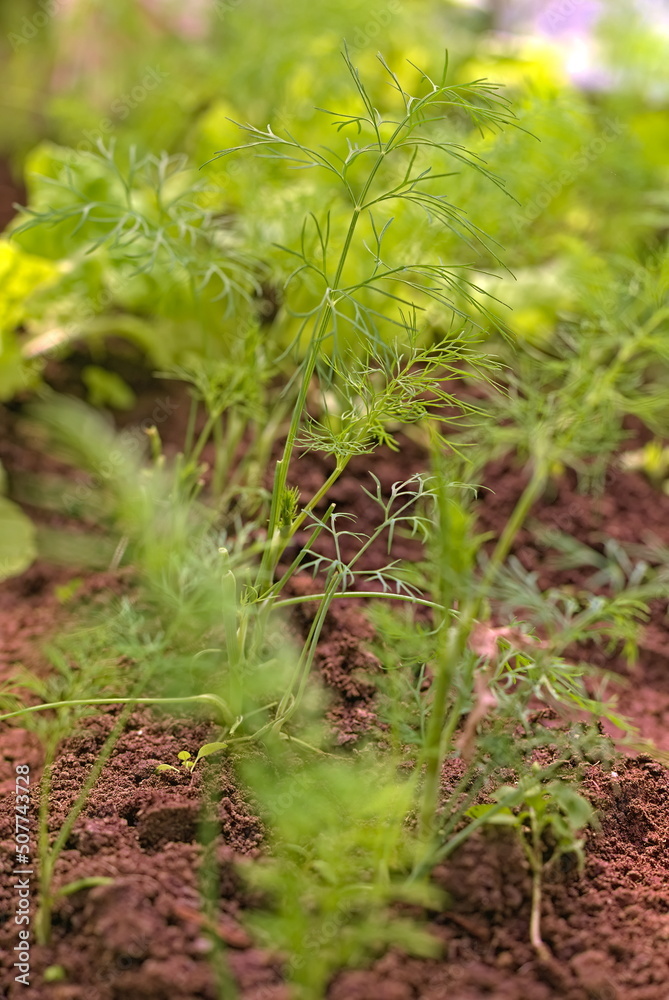Dill bed close up. Green food background. The concept of vitamins, growing healthy foods on earth. A fresh young corner grows in the garden. selective focus. Dill bed close up. Green food background. The concept of vitamins, growing healthy foods on earth. A fresh young corner grows in the garden. selective focus.