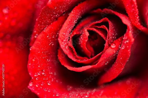 Fototapeta Naklejka Na Ścianę i Meble -  水滴のついた赤い薔薇