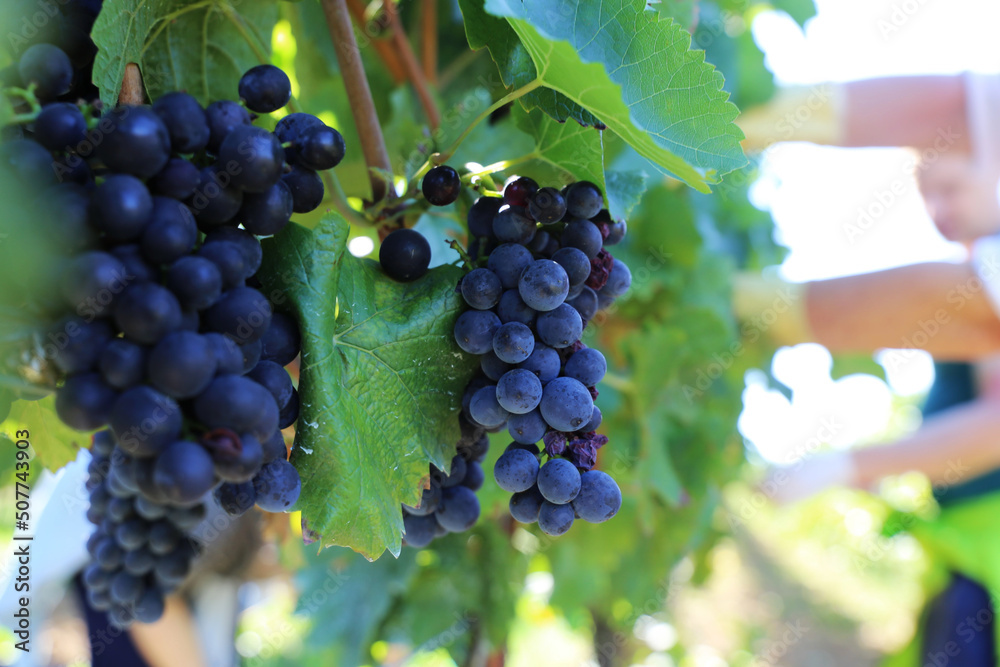 Weinlese: Handlese von blauen Weintrauben