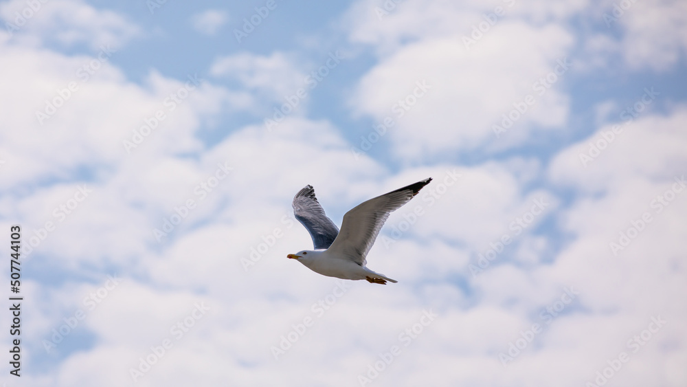 Obraz premium Möwe über den Wolken