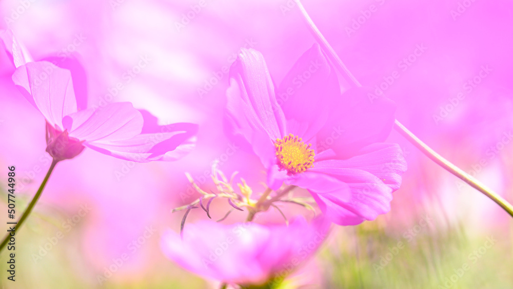 ふんわり花びら コスモスの花 マクロ クローズアップ撮影 Soft Petals Cosmos Flowers Macro Close Up Photography 日本 秋 観光地撮影 Japan Autumn Sightseeing Spot Photography 九州 熊本県阿蘇郡 阿蘇ミルク牧場 Kyushu Kumamoto Aso Milk Farm Stock