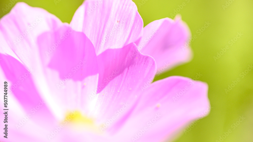 ふんわり花びら コスモスの花 マクロ クローズアップ撮影 Soft Petals Cosmos Flowers Macro Close Up Photography 日本 秋 観光地撮影 Japan Autumn Sightseeing Spot Photography 九州 熊本県阿蘇郡 阿蘇ミルク牧場 Kyushu Kumamoto Aso Milk Farm Stock