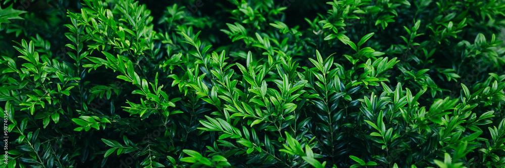 Abstract green leaves texture Abstract green leaves texture