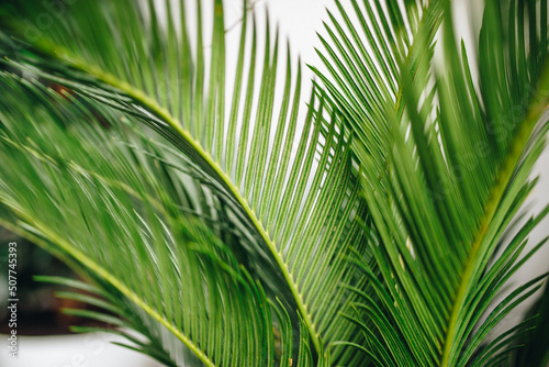 fern leaves