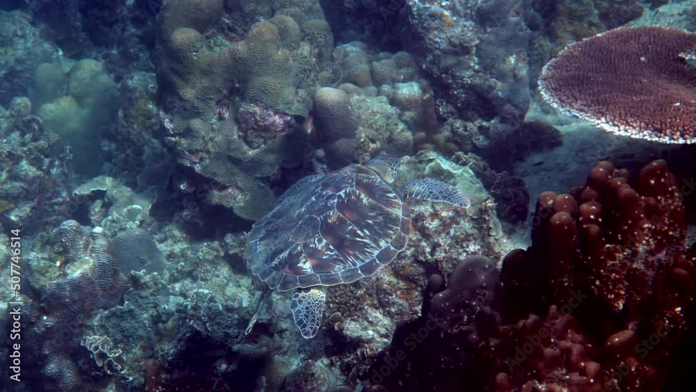 Hawksbill sea turtle slowly swimming in blue water through sunlight, try to find food on coral reef. Scuba on wildlife. Underwater marine life tropical turtle in wild nature. Hawksbill sea turtle slowly swimming in blue water through sunlight, try to find food on coral reef. Scuba on wildlife. Underwater marine life tropical turtle in wild nature.