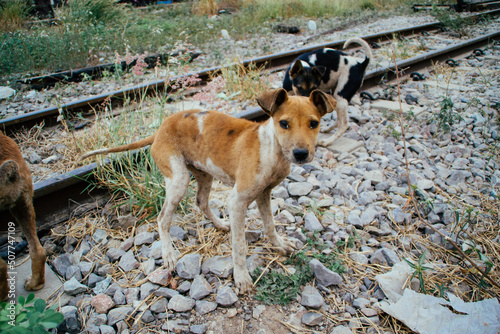 poor skinny homeless dog